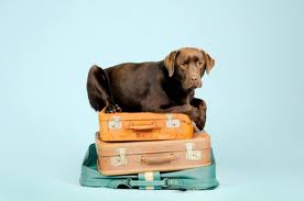pets Advice When Taking Your Pets With You On Holiday